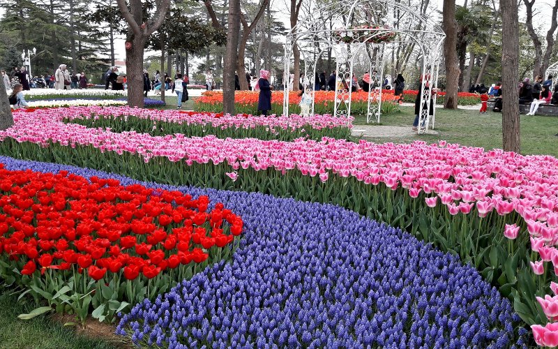 tulips arranged in an orderly fashion showing lines of red blue and pink