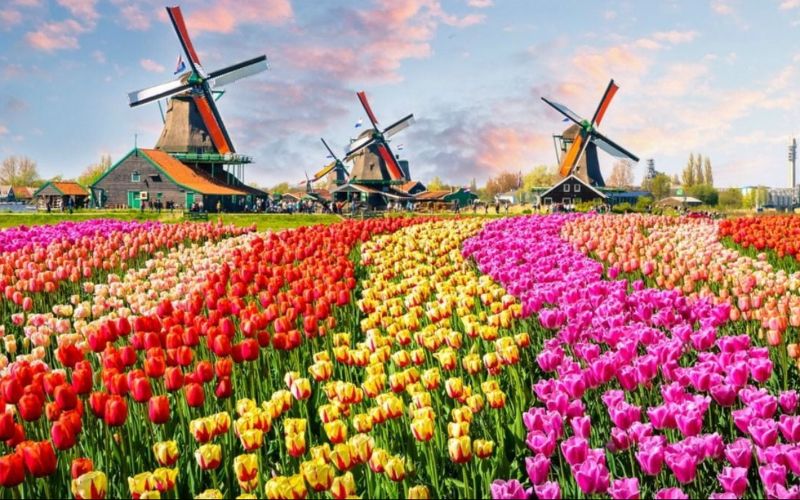 Tulip fields outside of Amsterdam.