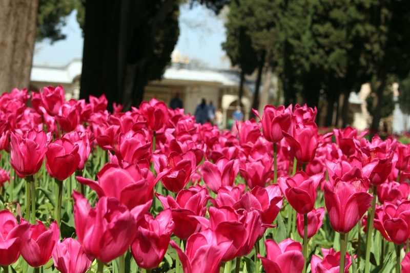 dark pink tulips