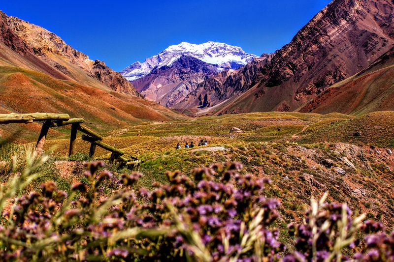 Purple flowers in front of the Aconcagua Mountain