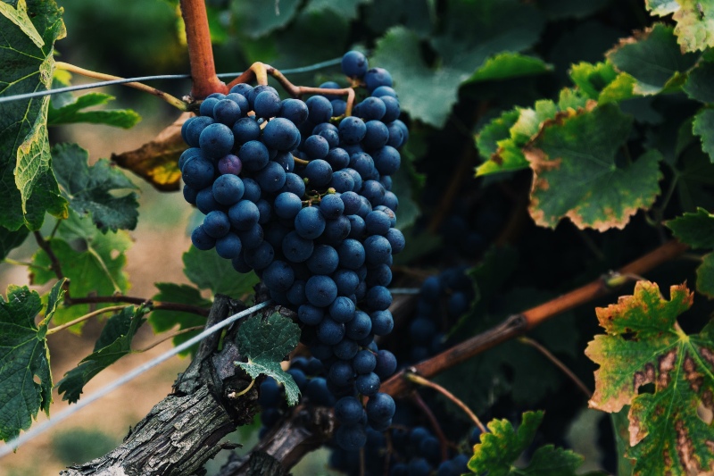 ripe grapes on vines