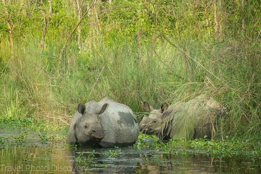 chitwan-nationalpark-rhino