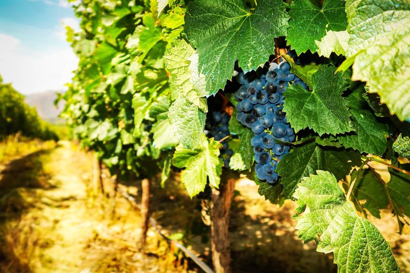 mendoza-vineyard-argentina-fall