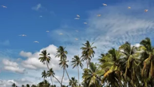 palm-trees-3540107_1920-800x450