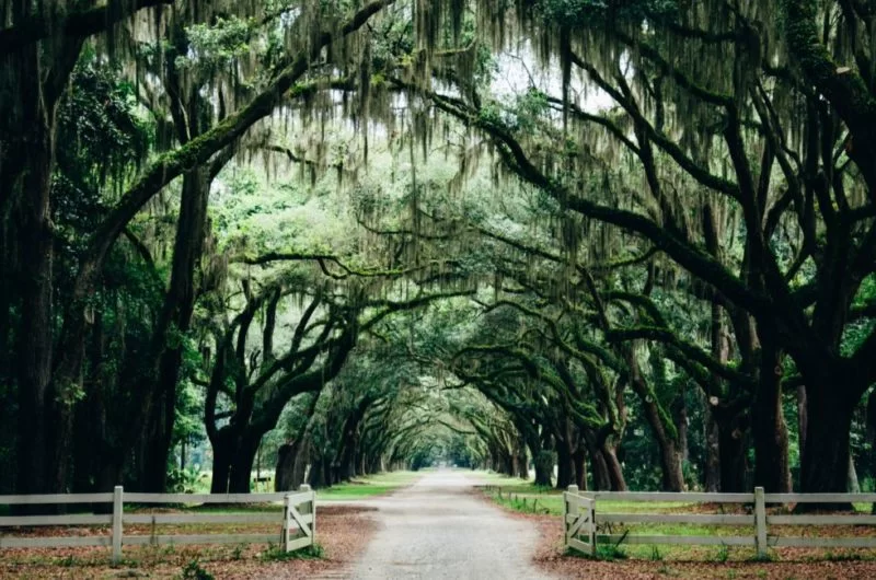 Unique Things To Do In Savannah, Georgia: A Charming Southern Jewel