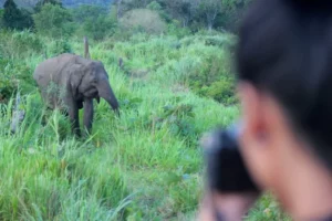 srilankan-safari-yala-800x533