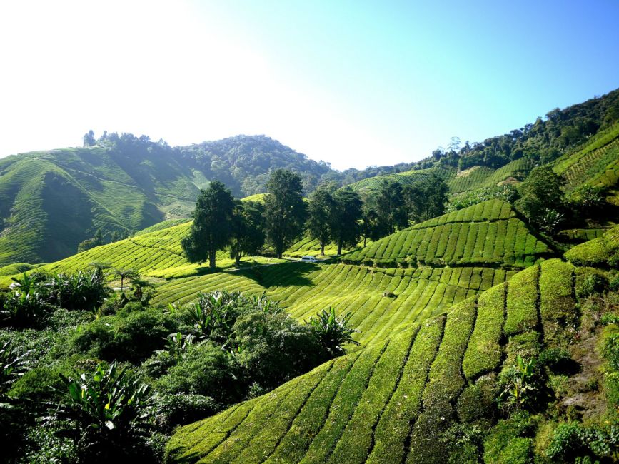 tea-plantation-261515_1920