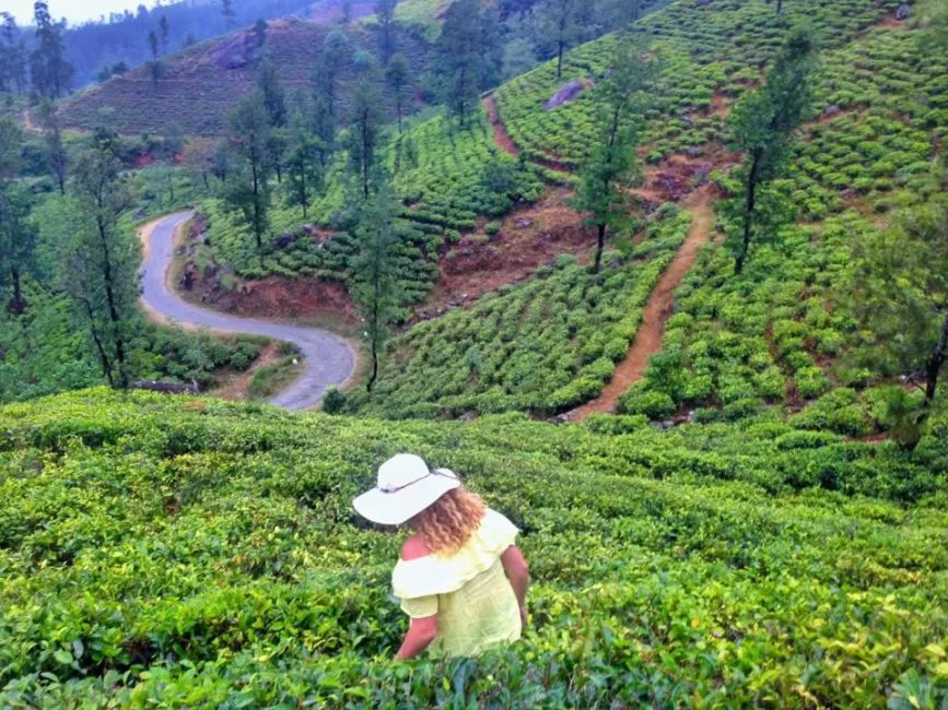 tea-plantation-hatton