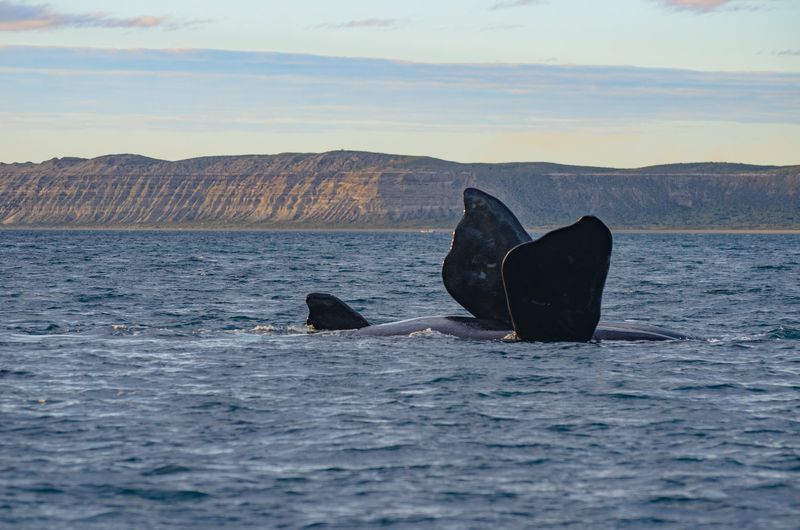 whale-valdes-peninsula