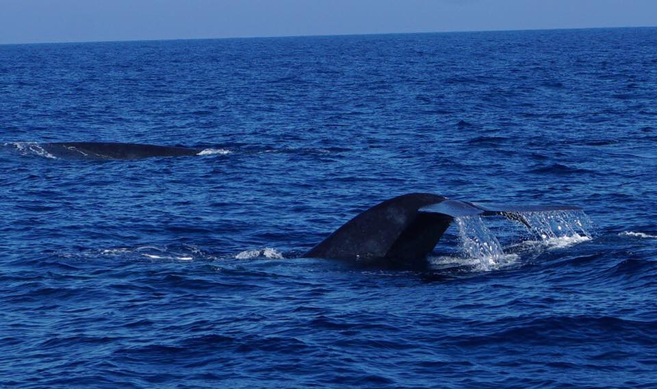 whale-watching-sri-lanka