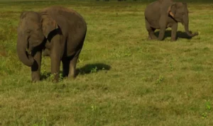 elephant baby