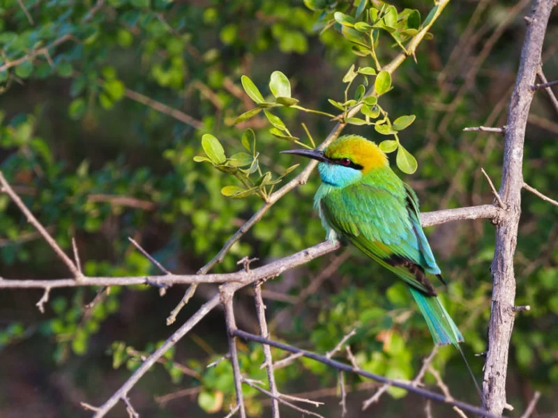 yala-national-park-birds