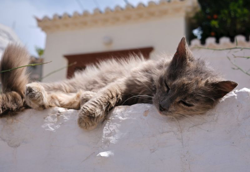 Gray cat lying on a wall