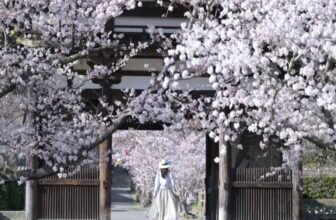 woman at cherry blossom temple