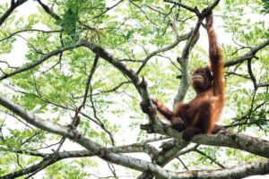 orangutan resting in treetops