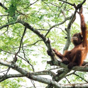 orangutan resting in treetops