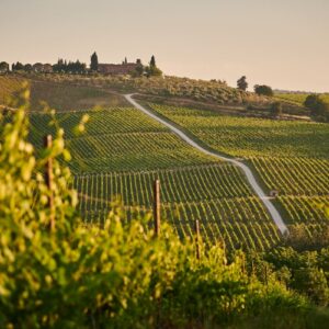 Tuscany Vineyards