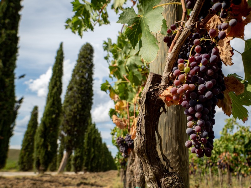 vineyard-in-tuscany