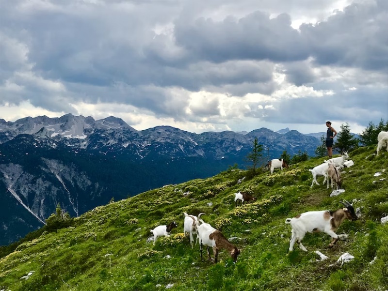 goats in the alps of the karst region slovenia