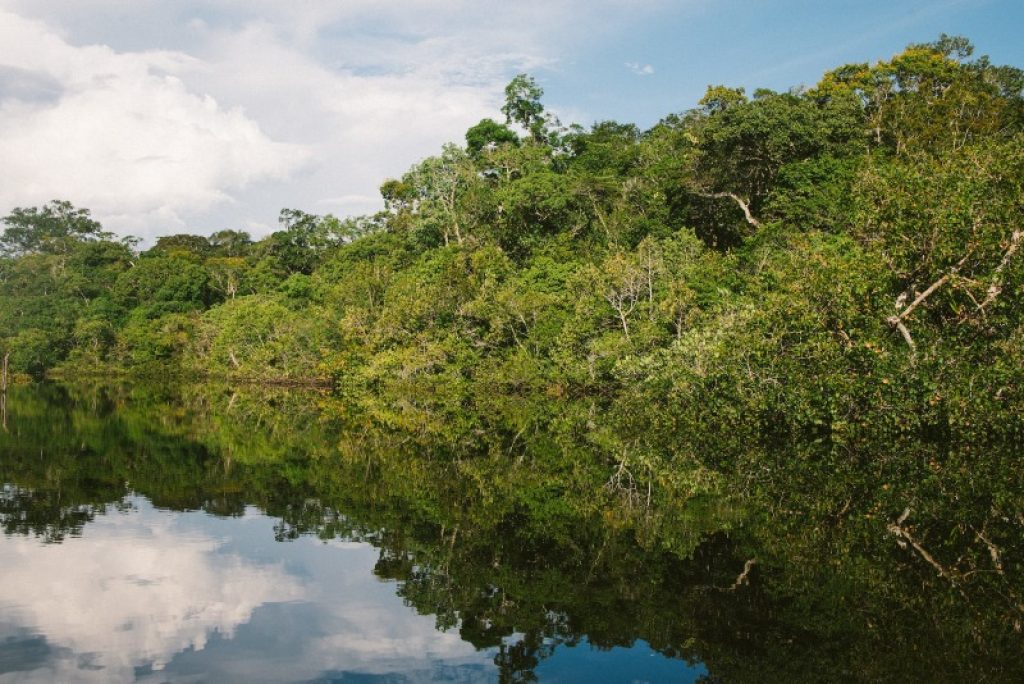 Trees in the Amazon Jungle