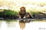 2 Nights Lion King Safari to Kruger from Nelspruit