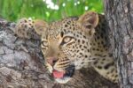 3 day Authentic Kruger Park Experience
