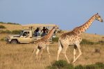 3-Day Garden Route Tour with Safari from Cape Town