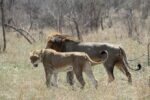4days Lukimbi Safari Lodge - Kruger National Park from Johannesberg