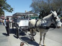 French Quarter carriage tour