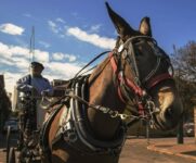 New Orleans carriage ride