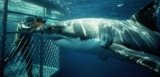 Shark Cage Diving Mossel Bay (Great Whites Shark Diving Packages)
