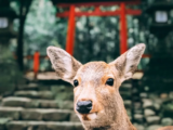 17 Unique Things To Do in Nara, Japan in 2024