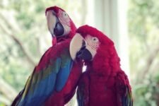 Jungle Island Miami Price (Tours and Tickets) 2024