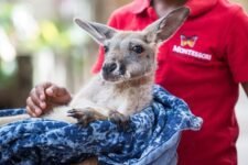 Jungle Island Miami Price (Tours and Tickets) 2024