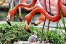 Jungle Island Miami Price (Tours and Tickets) 2024