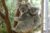 Lone Pine Koala Sanctuary Prices & Tickets (Optional Cruise) 2023/2023