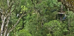 Tsitsikamma Canopy Tour (Zipline & Bungee Combo) 2024