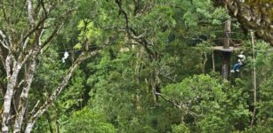 Tsitsikamma Canopy Tour (Zipline & Bungee Combo) 2024