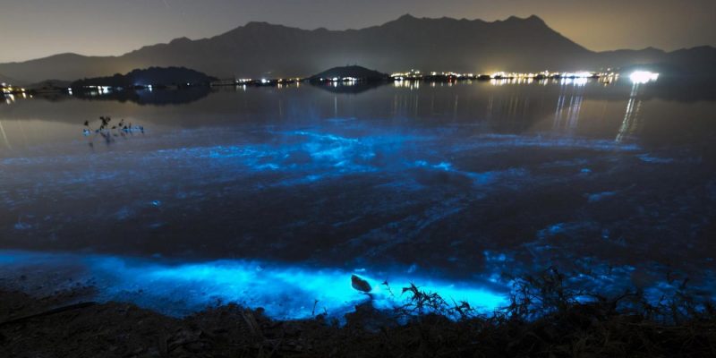 Top 3 Things To Know About The Bioluminescent (Glowing) Beach In The Maldives