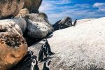 Boulders Beach African Penguins