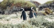Cape Peninsula and Penguin Colony Full Day Guided Tour