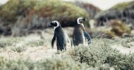 Cape Peninsula and Penguin Colony Full Day Guided Tour
