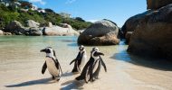 Cape Point and Penguin Explorer Full-Day Tour from Cape Town