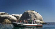 Cape Town: Marine Wildlife Tour from the V&A Waterfront