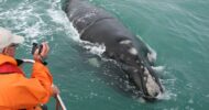Cape Town: Whale Watching & Marine Big 5 Trip in...