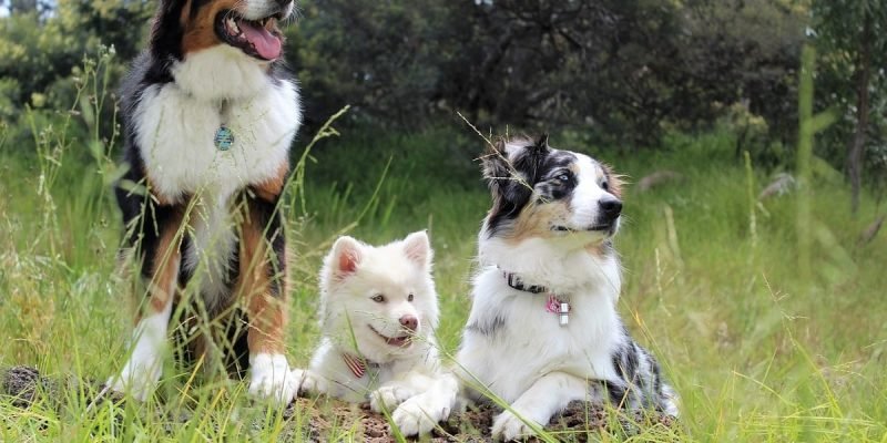 Pet Tours | Dog-Friendly Cruises and More