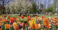 From Amsterdam: Fast-Track Keukenhof Ticket and Transfer