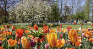 From Amsterdam: Fast-Track Keukenhof Ticket and Transfer
