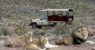 From Cape Town: Aquila Game Reserve Safari Experience