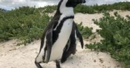 From Cape Town: Full-Day Cape Point, Penguins & Wine Tasting